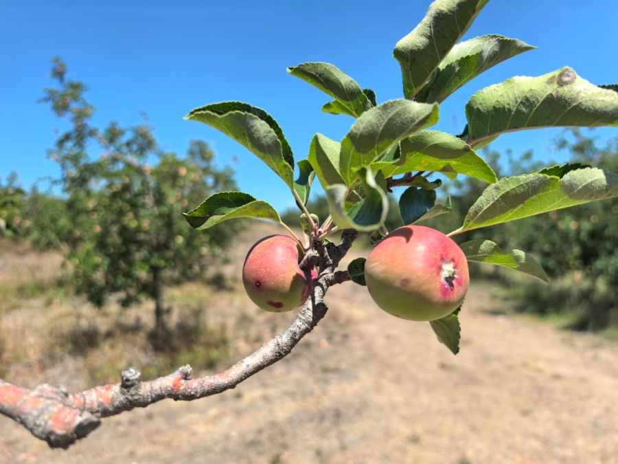 5 Bedroom Property for Sale in Uniondale Western Cape